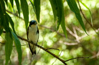Tree Swallow and lunch