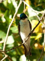 DRC 4 Tree Swallow dad