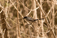Black-tailed Gnatcatcher, adult