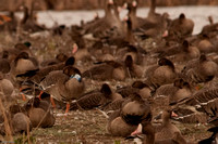 Banded White-fronted Goose