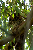 Long-earred Owl