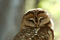 Spotted Owl 1