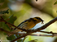 Townsend's Warbler with lunch