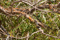 Yellow-billed Cuckoo Sutter Nat'l Wildlife Refuge 2010-08