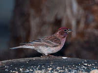 Cassin's Finch, male