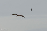 Osprey and Violet-green Swallow