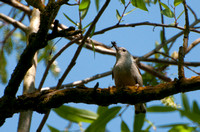 White-breasted Nuthatch parent