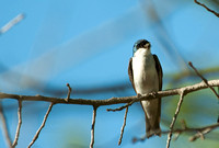 DRC 10 Tree Swallow dad