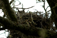 Great Horned Owl in nest