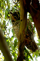 Long-earred Owl