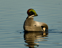 Colusa NWR, Gray Lodge, Hwy 99 and home 2012-01-14