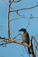 Jays, Crows & Magpies