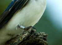 Banded Tree Swallow