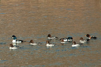 Barrow's with the Common Goldeneyes