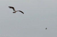 Osprey and Swallow