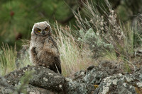 Another Great Horned Owl baby
