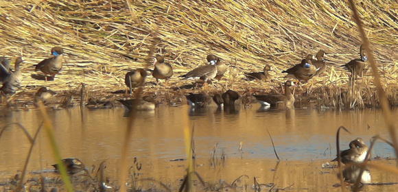 Neck banded Specks on Abel Rd.