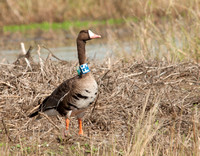 Tule Greater White-fronted Goose w radio collar