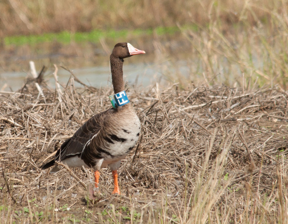 Tule Greater White-fronted Goose w radio collar